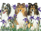 Shelties - Best of Breed Dog Breed Fleece Blanket