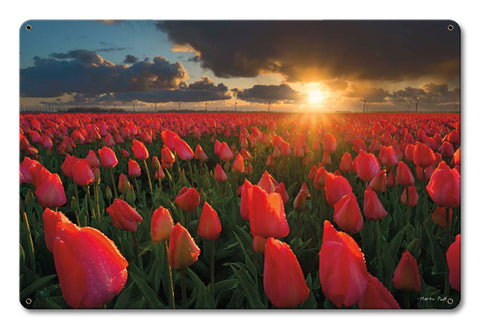 Tulip Field Vintage Sign Metal Sign