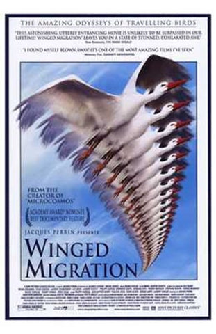 Winged Migration Movie Poster Print