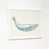 Natural Whale - Blue - White Canvas Image Box by OBC 11 X 14